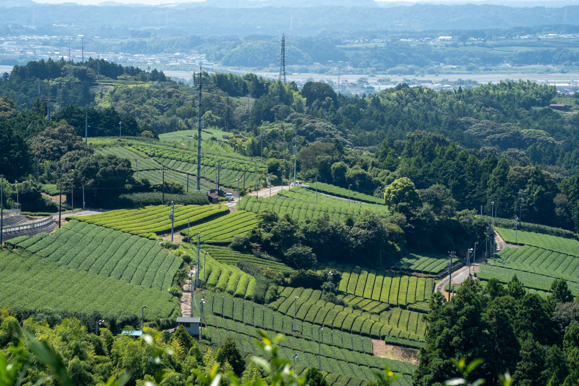 有機茶園の遠景