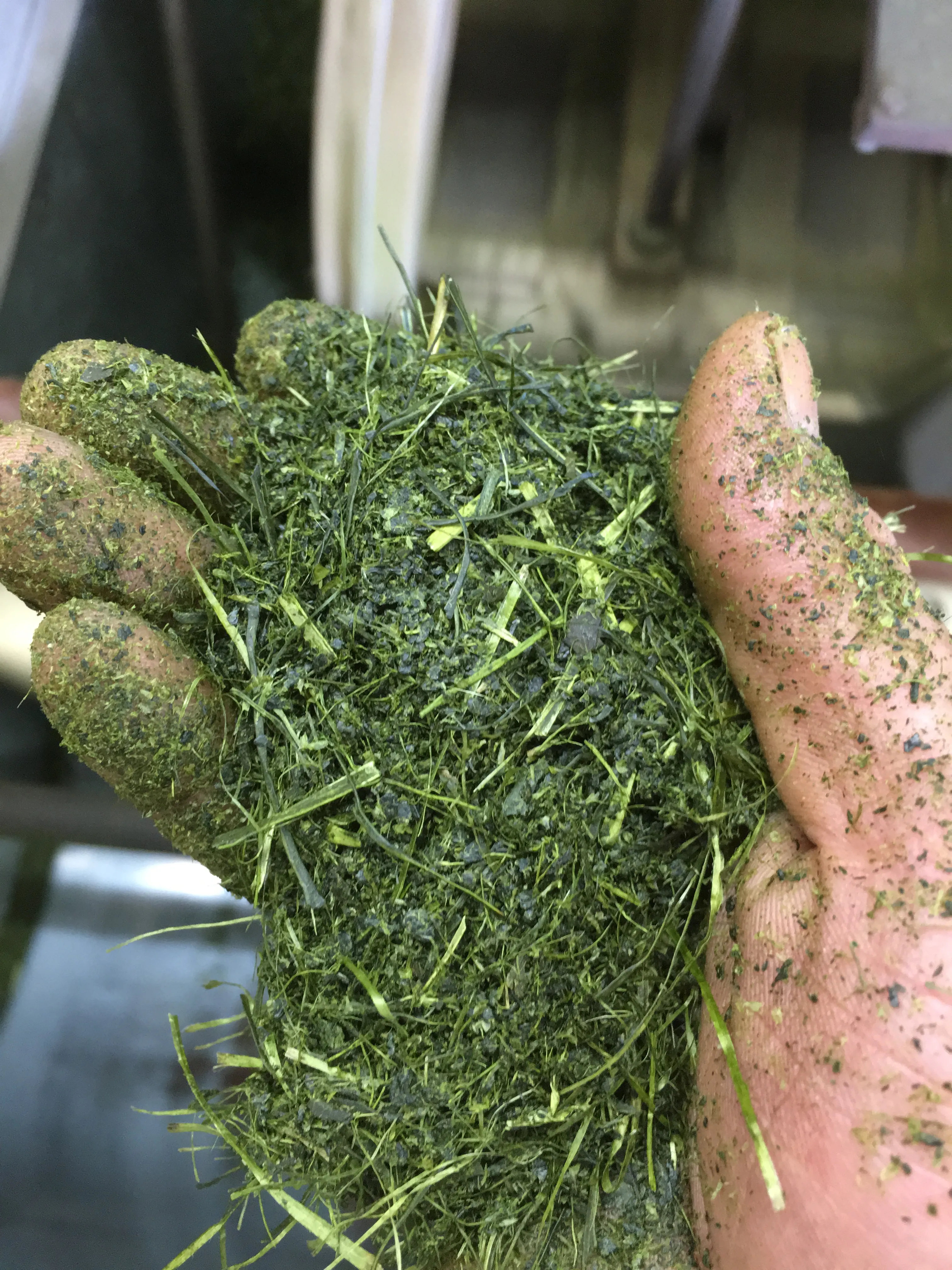 仕上がったばかりの茶葉