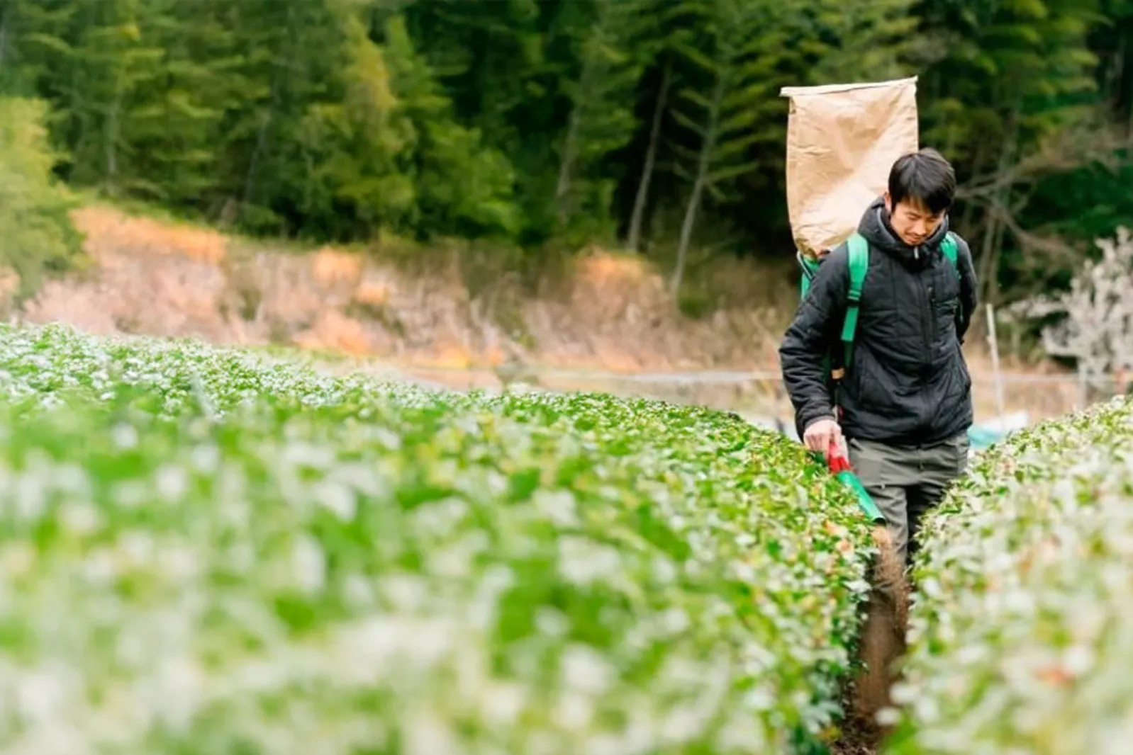 茶園で肥料を撒く飯塚稔