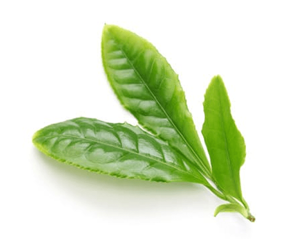 新芽のイメージ画像