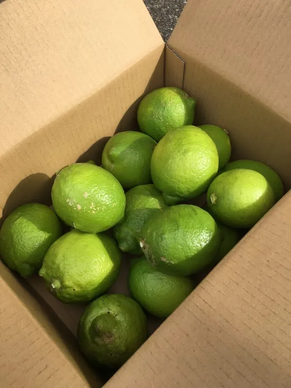 自演で栽培した青レモンの画像