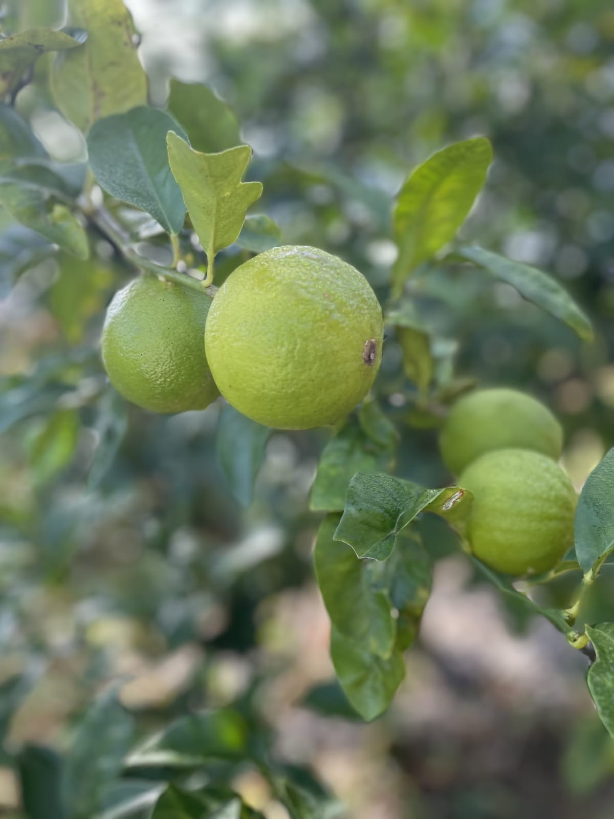 自園で栽培した有機ベルガモットの画像