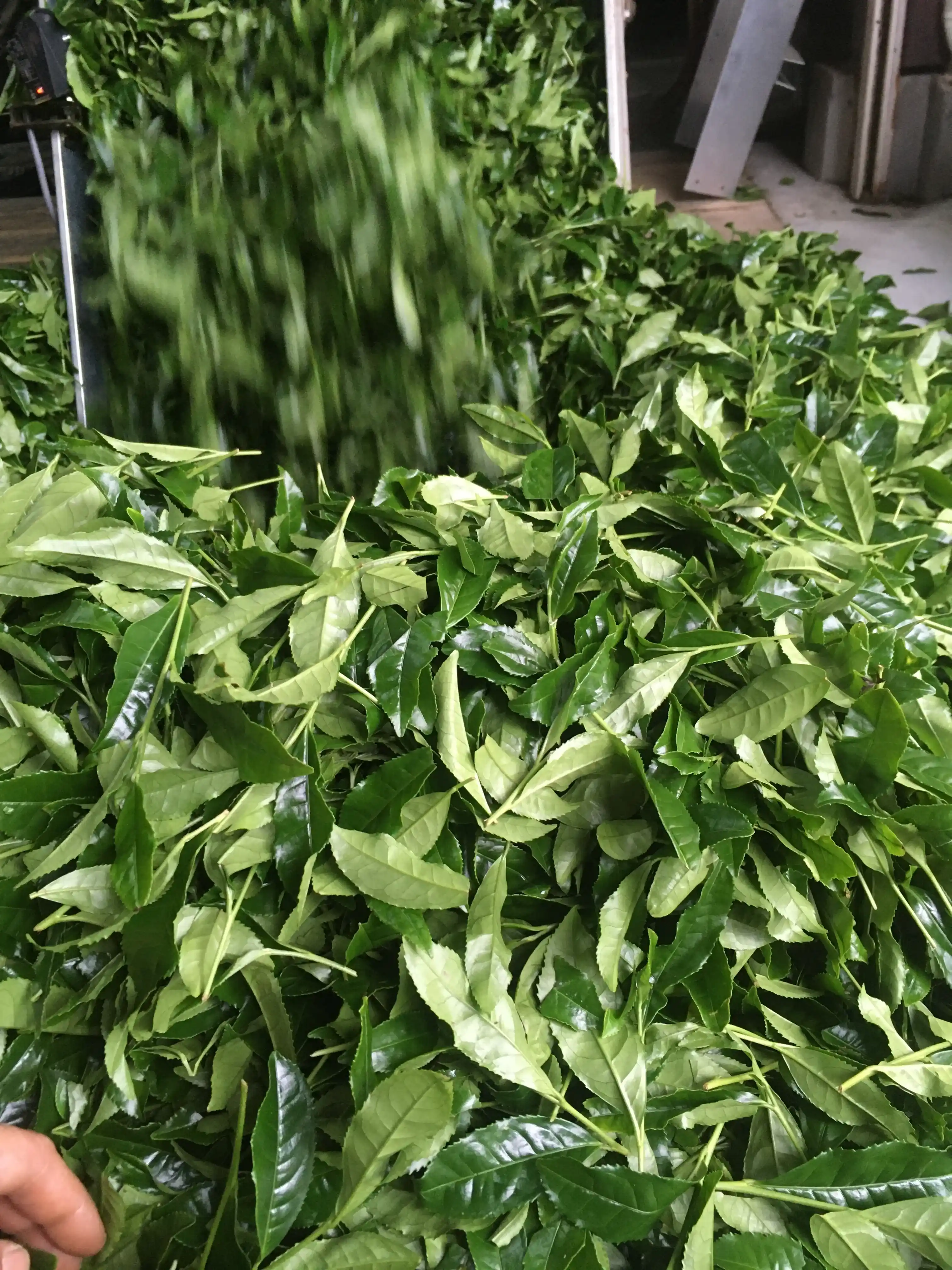 新茶のイメージ画像