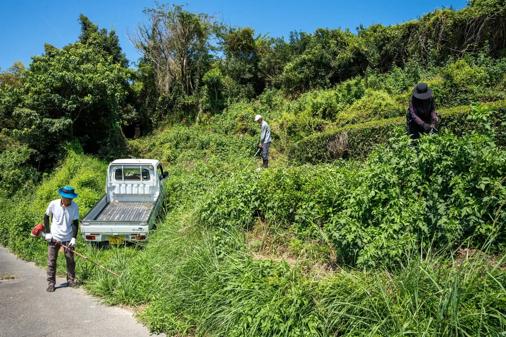 夏場に茶園周辺の草刈り作業中の画像