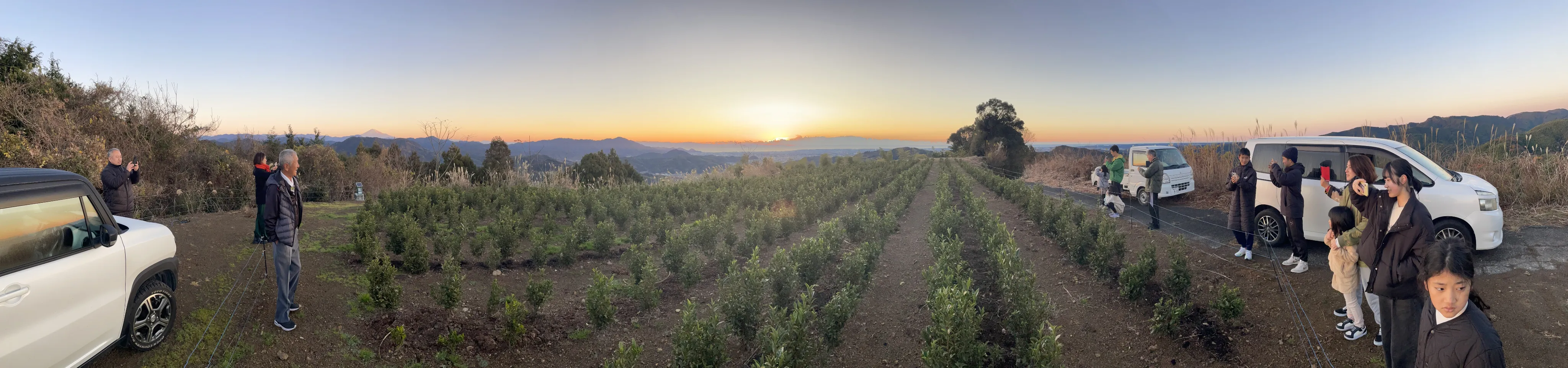 飯塚園の裏山で撮影された茶園越しに見える初日の出