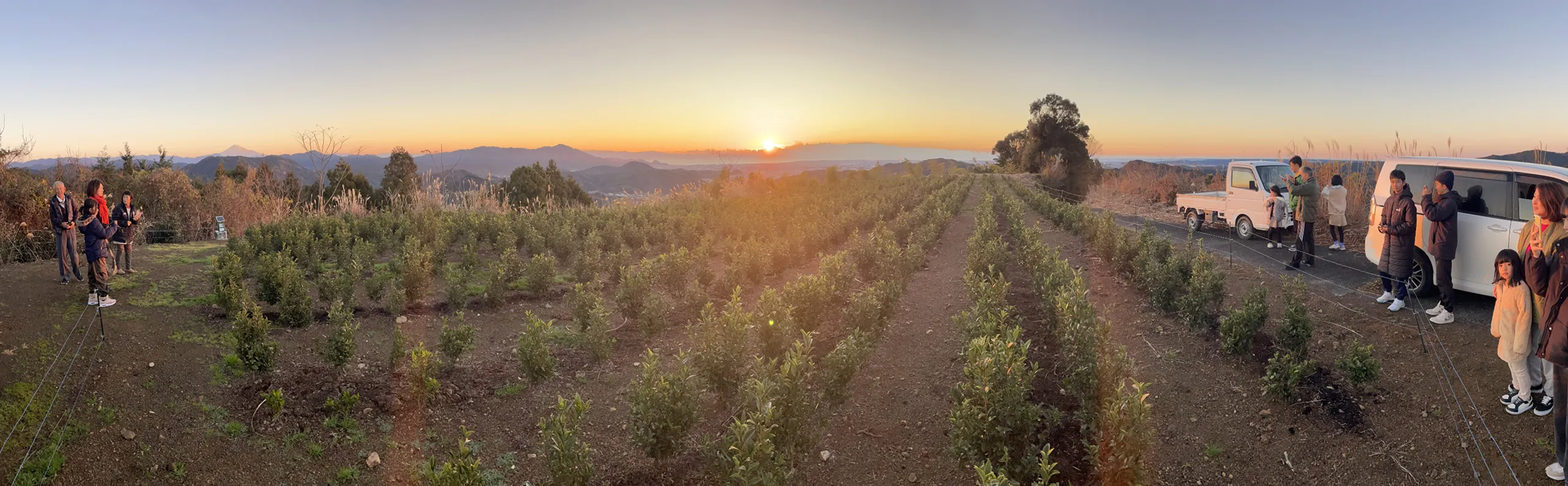 飯塚園の裏山で撮影された茶園越しに見える初日の出　スマホ用