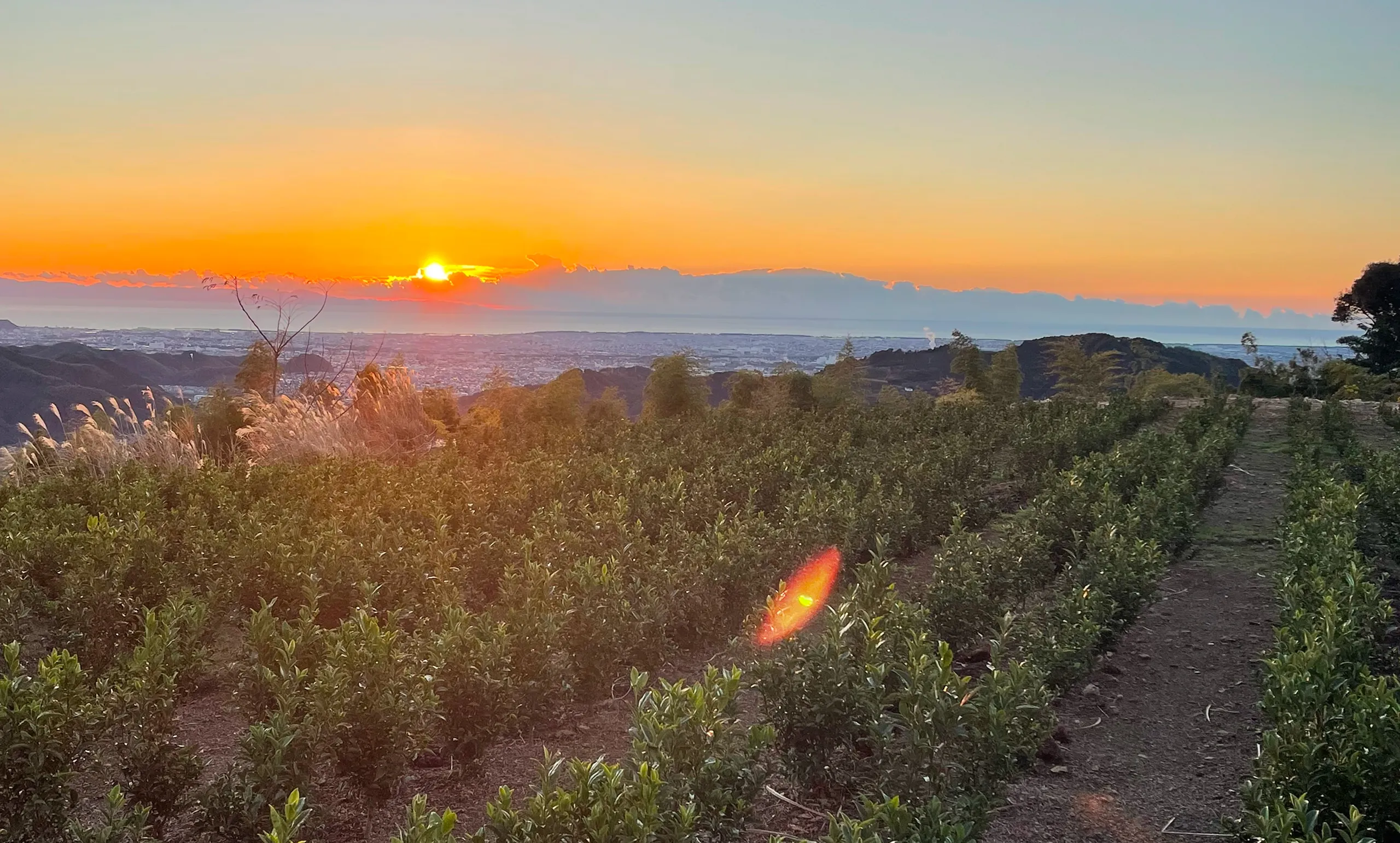 デスクトップ用夕方の茶園画像