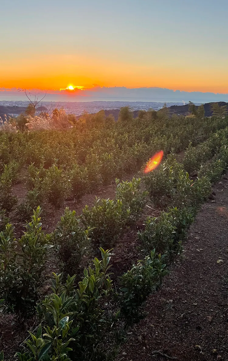 スマホ用夕方の茶園画像