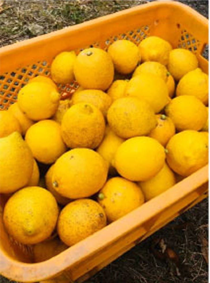 有機JAS認定
オーガニックレモン 無選別