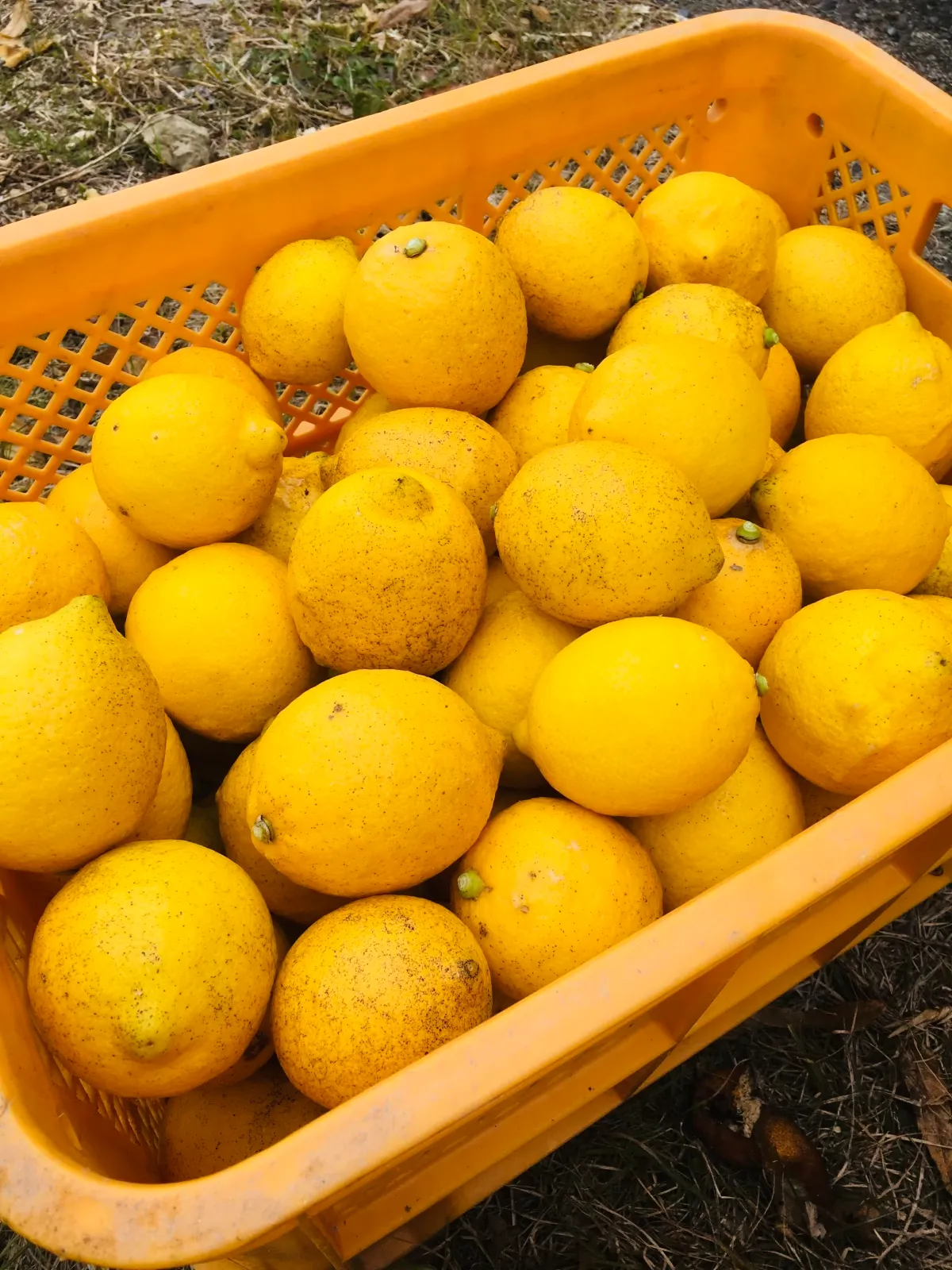 飯塚園で育てられた有機作物の画像の自動ループ