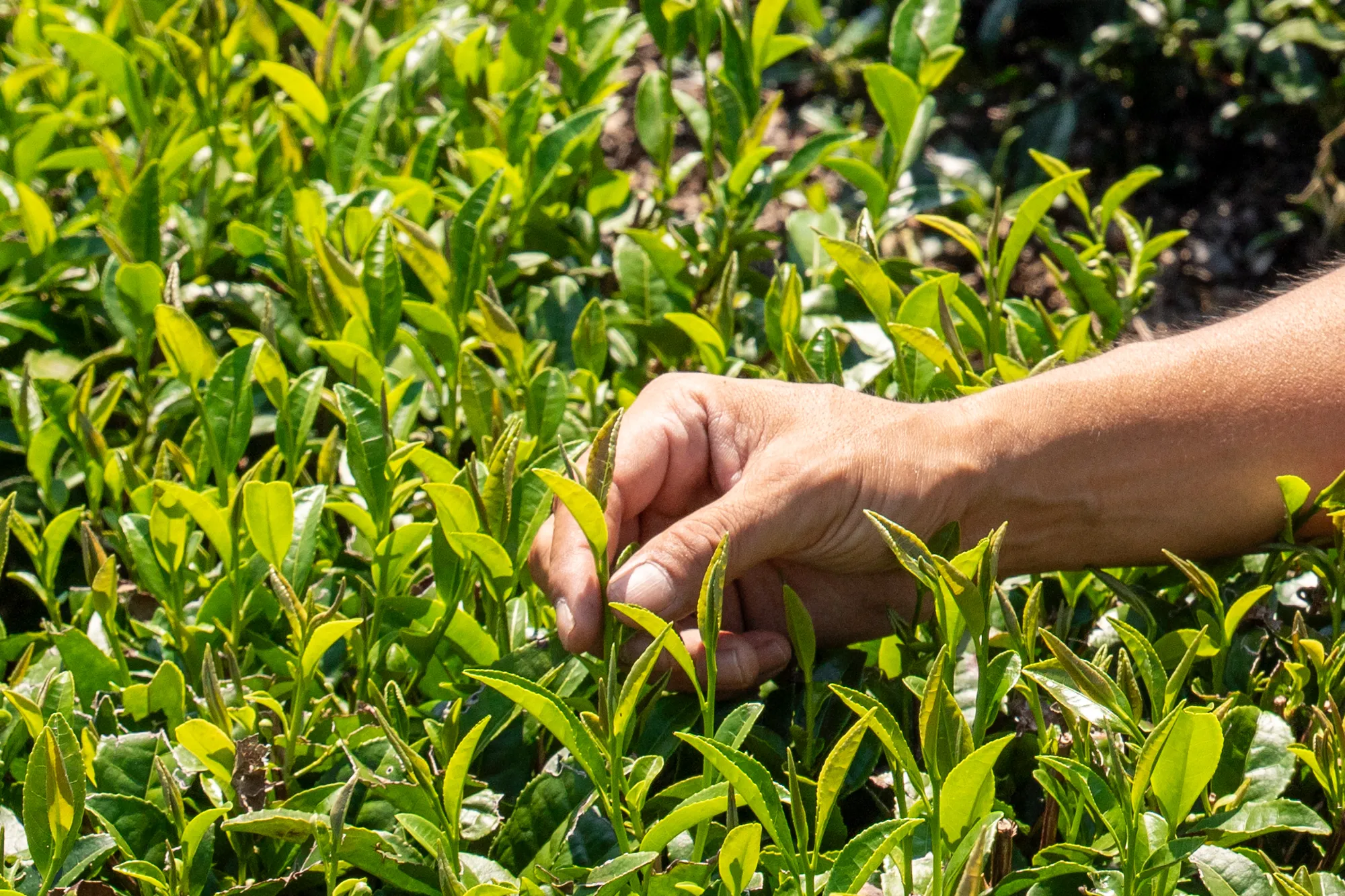 飯塚園で育てられた有機作物の画像の自動ループ